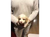 Mini Boy Maltipoo