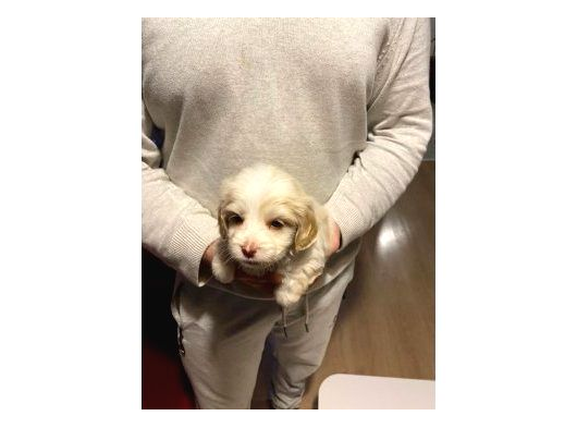 Mini Boy Maltipoo görsel