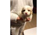 Mini boy maltipoo