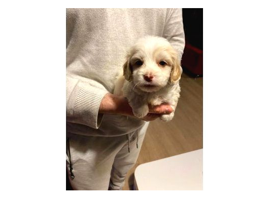 Mini Boy Maltipoo