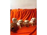 Minnak Maltipoo Bebekler