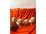 Minnak maltipoo Bebekler