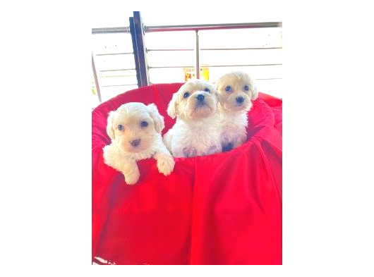Topak Gibi Maltipoo Yavrularımız