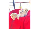 Topak Gibi Maltipoo Yavrularımız