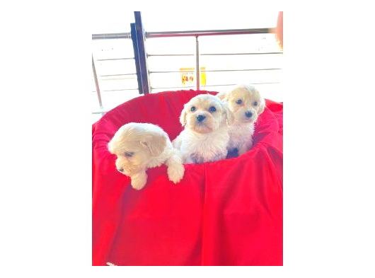 Topak Gibi Maltipoo Yavrularımız görsel