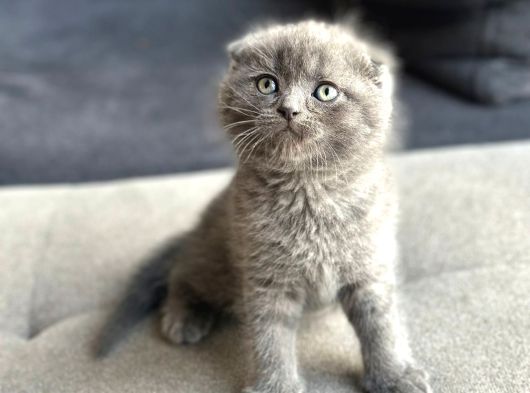 Küçük Ve Öfkeli Sağlıklı Scottish Fold görsel