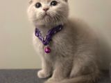 Show Kalite Scottish Fold Yavrularrr