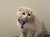 Show Kalite Scottish Fold Yavrularrr