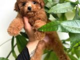 RENK RENK TOY POODLE YAVRULARI MİNİ BOY
