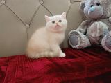 Şampanya Rengi̇ Brti̇sh Shorthai̇r Yavrular