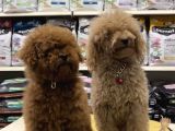 Safkan Toy Poodle Yavrularımızı Görmeden Karar Vermeyiniz