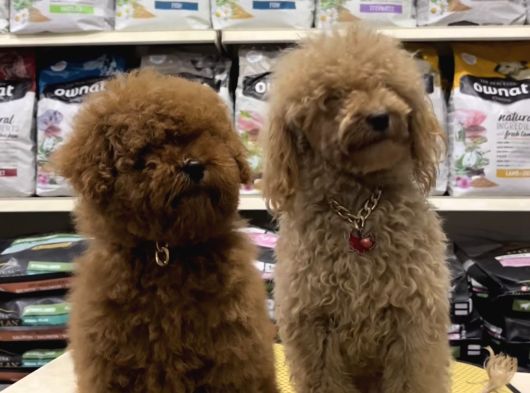 Safkan Toy Poodle Yavrularımızı Görmeden Karar Vermeyiniz görsel