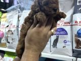 Safkan Toy Poodle Yavrularımızı Görmeden Karar Vermeyiniz