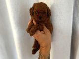 Renk Renk Toy Poodle Yavrulari Mi̇ni̇ Boy