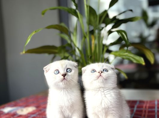 Scottish Fold Silver Poi̇nt Yavrularim görsel