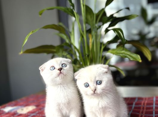 Scottish Fold Silver Poi̇nt Yavrularim görsel