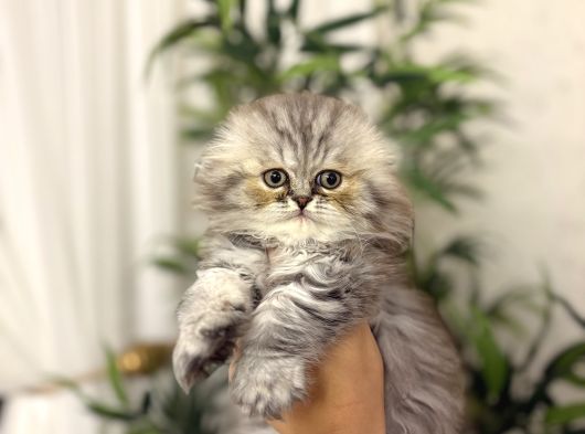 Scottish Fold Longhair Yavrularim görsel