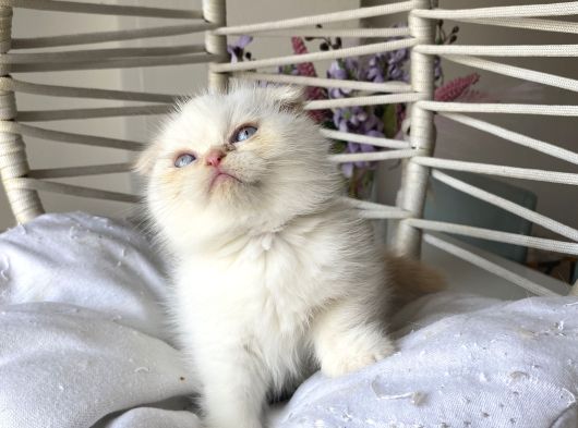 Ayı Kafa Safkan Scottish Fold görsel