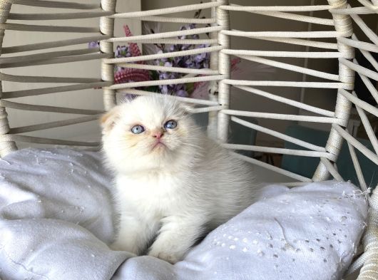 Ayı Kafa Safkan Scottish Fold