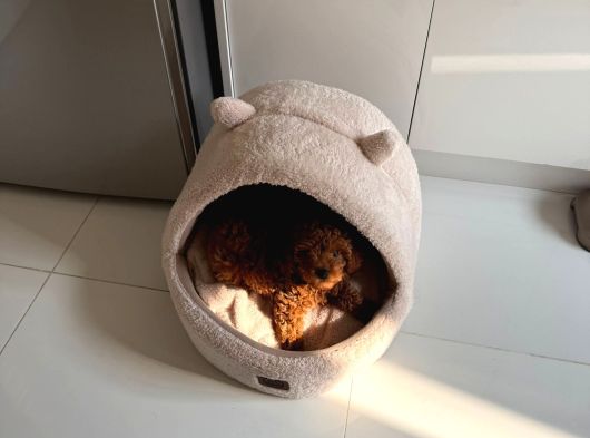 Evde Bakımlı Toy Poddle