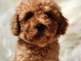 Oyuncu Zeki Toy Poodle Sağlık Garantili