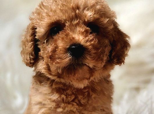 Oyuncu Zeki Toy Poodle Sağlık Garantili görsel