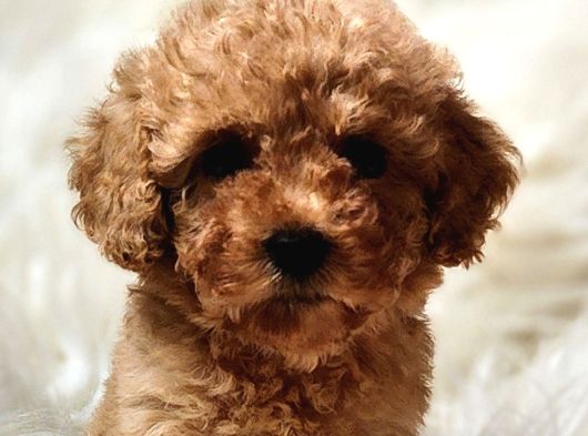 Oyuncu Zeki Toy Poodle Sağlık Garantili