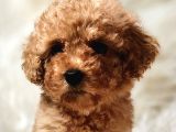 Oyuncu Zeki Toy Poodle Sağlık Garantili