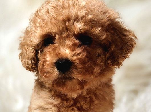Oyuncu Zeki Toy Poodle Sağlık Garantili görsel