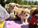 Mini Maltipoo Bebekler