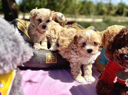 Mini Maltipoo Bebekler görsel