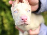 Albino Doberman Yavruları Rezerveye Açık