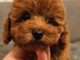 Kore Kan - Red Brown Poodle - ailede ortamından