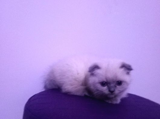 55 Günlük Scottish Fold Yavruları görsel