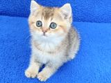 Golden Bri̇ti̇sh Ponçi̇k Tesli̇me Hazirdir