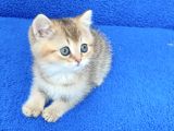 Golden Bri̇ti̇sh Ponçi̇k Tesli̇me Hazirdir