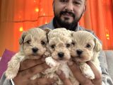 Show Kalite Teacup Maltipoo