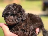 ÖZEL RENK TEACUP CHOCOLATE BROWN POODLE BEBEKLERİMİZ