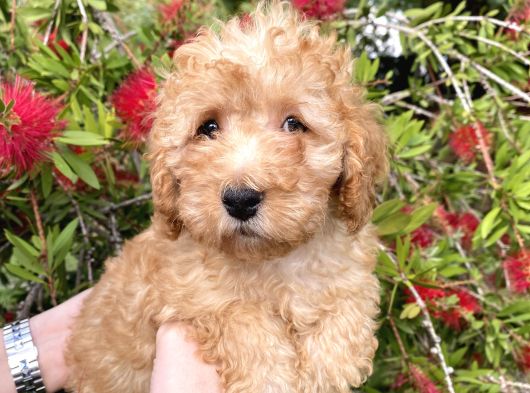 Toy Poodle görsel