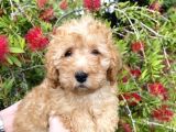 Toy Poodle