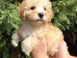 Maltipoo Bebekler