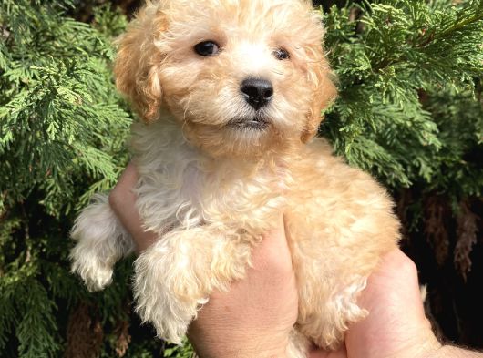 Maltipoo Bebekler görsel