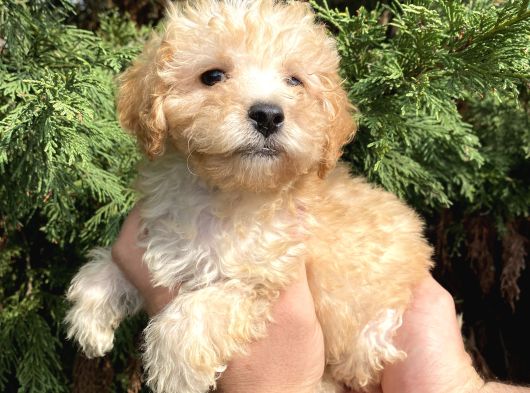 Maltipoo Bebekler görsel