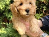 Maltipoo Bebekler