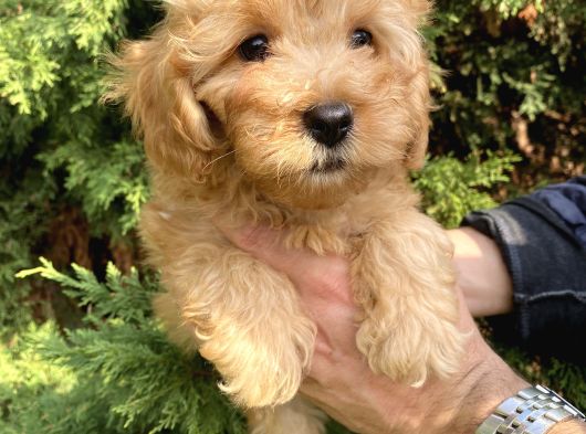 Maltipoo Bebekler görsel