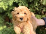 Maltipoo Bebekler