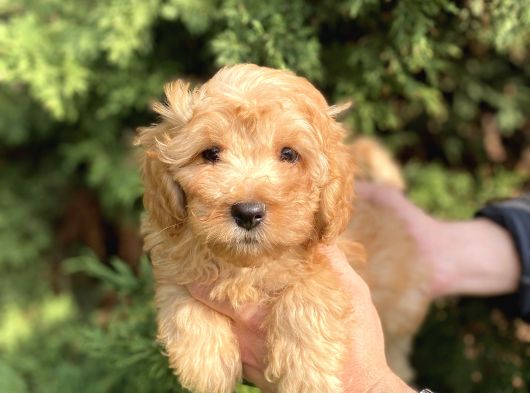 Maltipoo Bebekler görsel