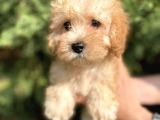 Maltipoo Bebekler