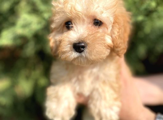 Maltipoo Bebekler görsel