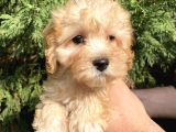 Maltipoo Bebekler